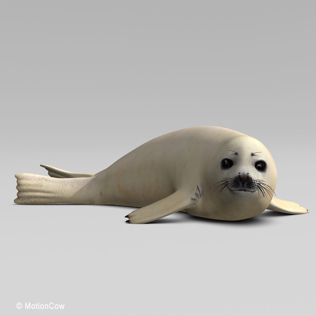 Harp Seal Pup 3D Model – Realistic Rigged Character, FBX - View 5