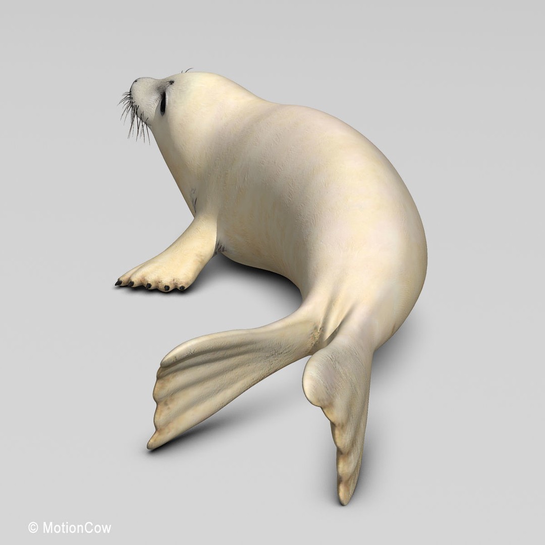 Harp Seal Pup 3D Model – Realistic Rigged Character, FBX - View 6
