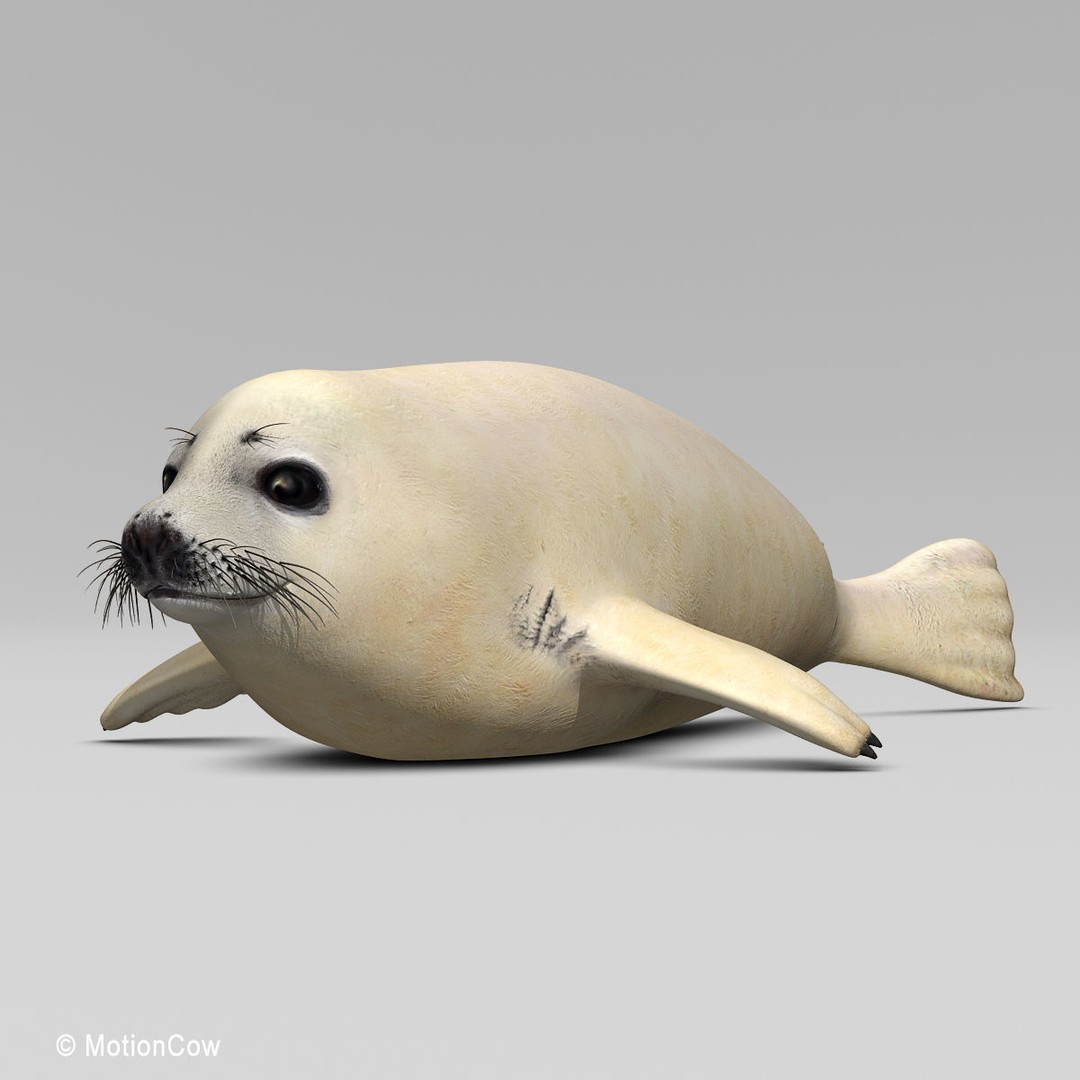 Harp Seal Pup 3D Model – Realistic Rigged Character, FBX - View 7