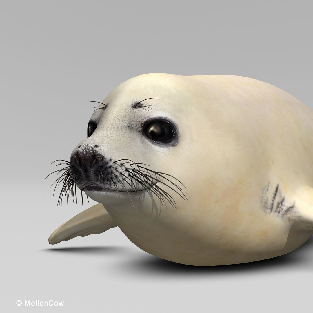 Harp Seal Pup 3D Model – Realistic Rigged Character, FBX - View 8