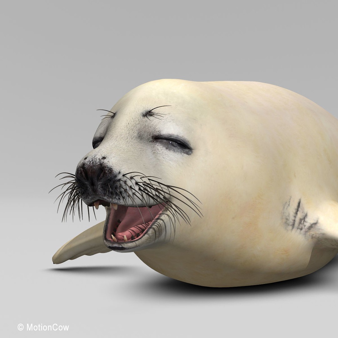 Harp Seal Pup 3D Model – Realistic Rigged Character, FBX - View 9