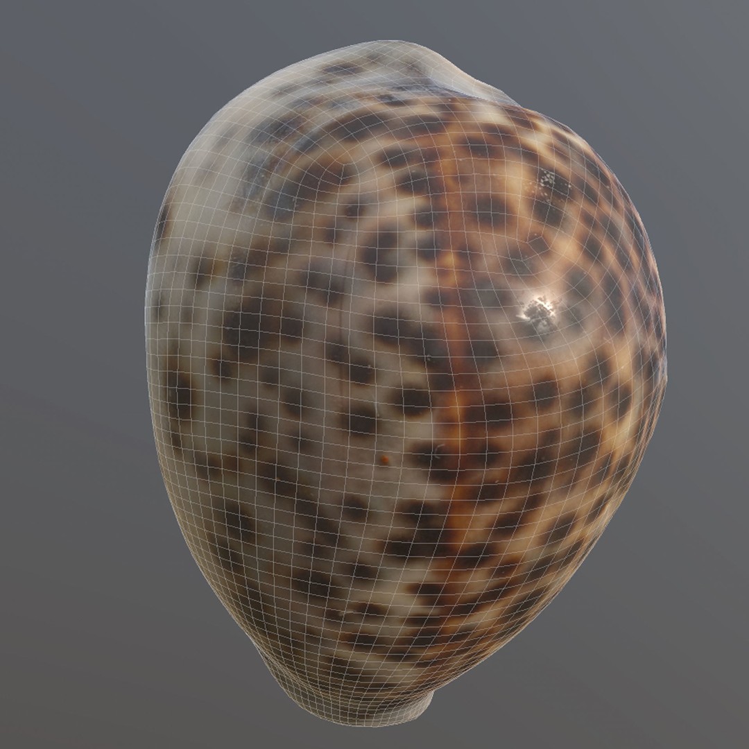 Sea Shells 3D Model – Low Poly Game Ready Asset, FBX & OBJ