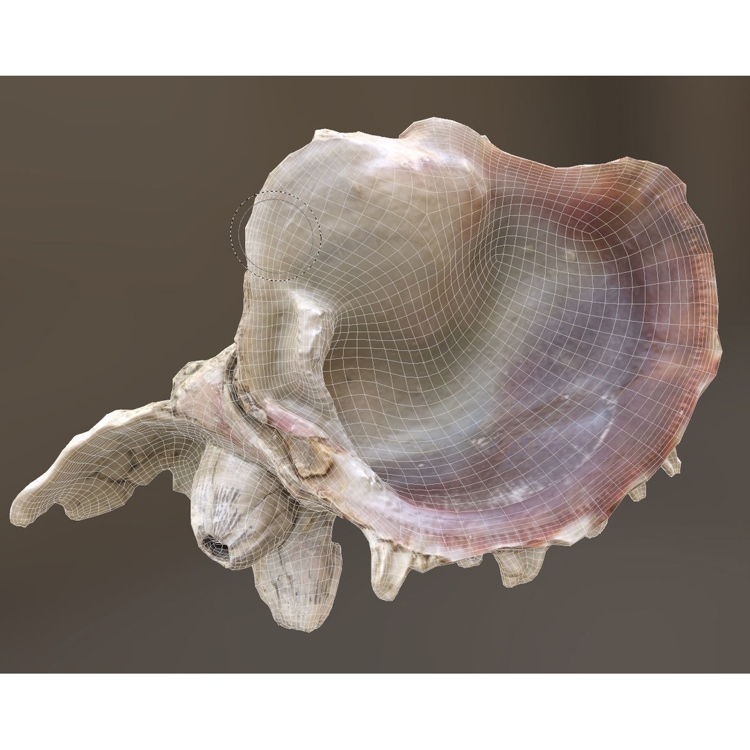 Sea Shells 3D Model – Low Poly Game Ready Asset, FBX & OBJ - View 11
