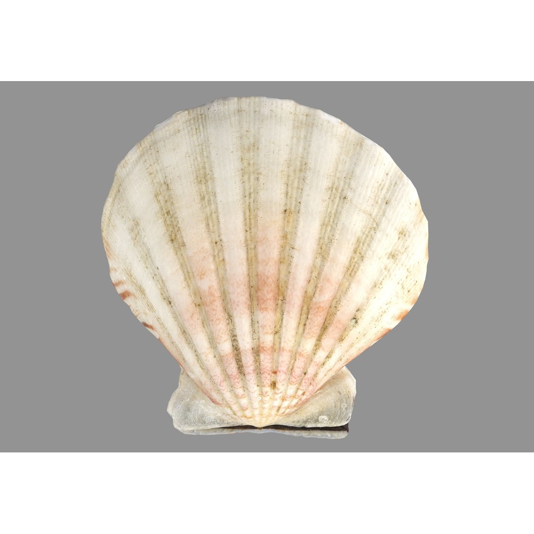 Sea Shells 3D Model – Low Poly Game Ready Asset, FBX & OBJ - View 13