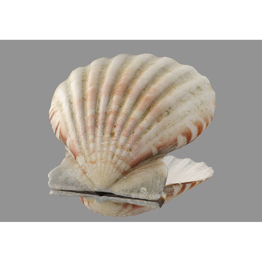 Sea Shells 3D Model – Low Poly Game Ready Asset, FBX & OBJ - View 14