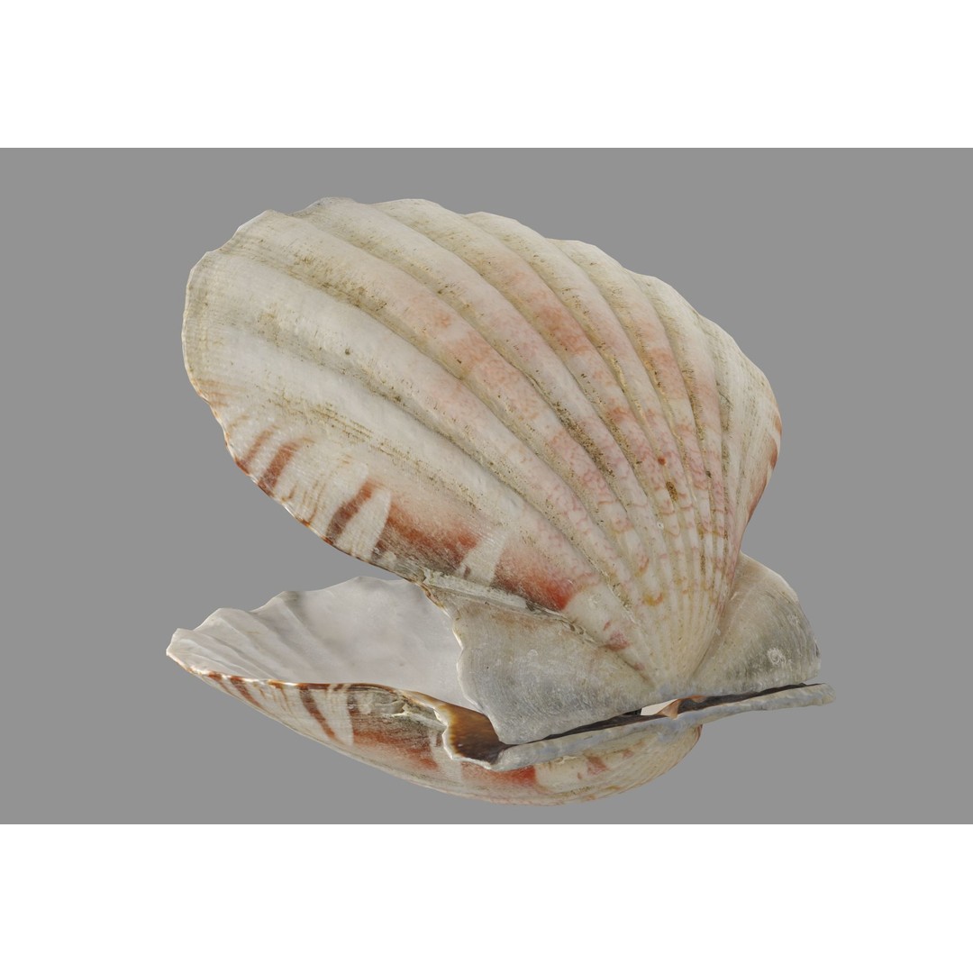 Sea Shells 3D Model – Low Poly Game Ready Asset, FBX & OBJ - View 15