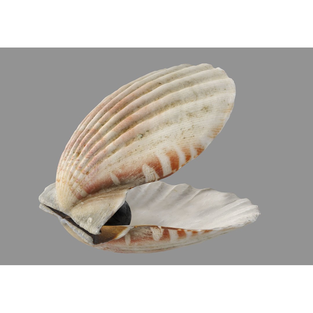 Sea Shells 3D Model – Low Poly Game Ready Asset, FBX & OBJ - View 16
