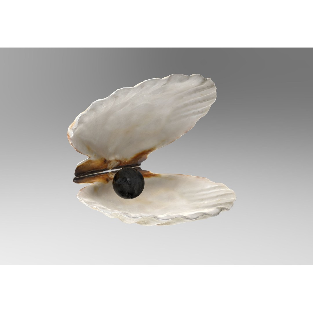 Sea Shells 3D Model – Low Poly Game Ready Asset, FBX & OBJ - View 17