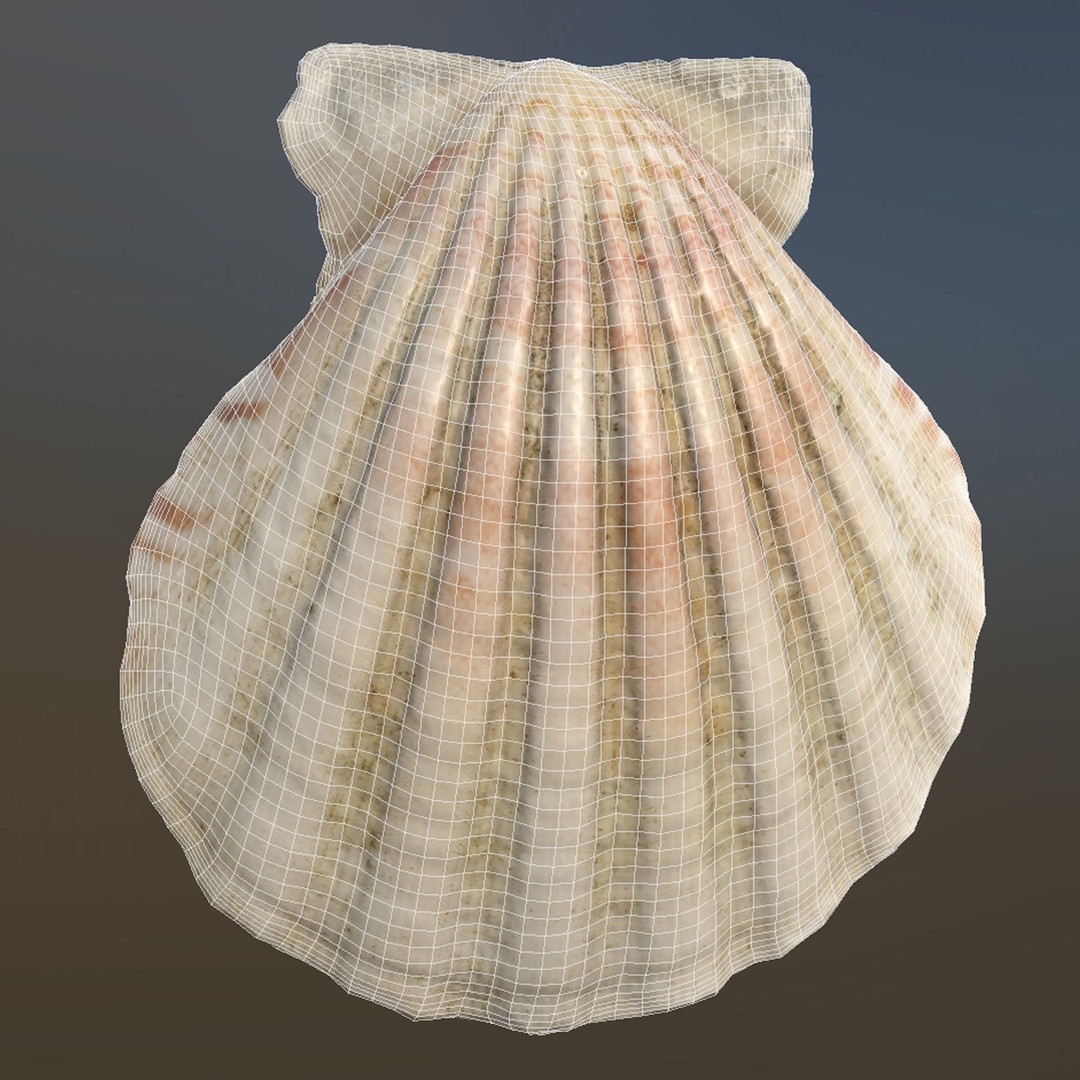 Sea Shells 3D Model – Low Poly Game Ready Asset, FBX & OBJ - View 18