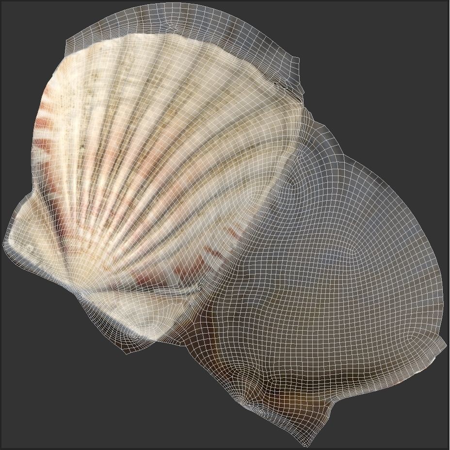 Sea Shells 3D Model – Low Poly Game Ready Asset, FBX & OBJ - View 19