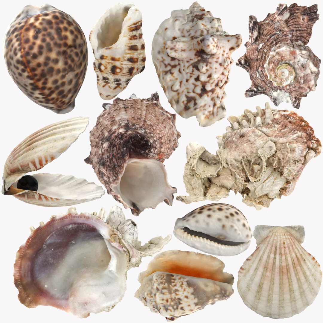 Sea Shells 3D Model – Low Poly Game Ready Asset, FBX & OBJ - View 2