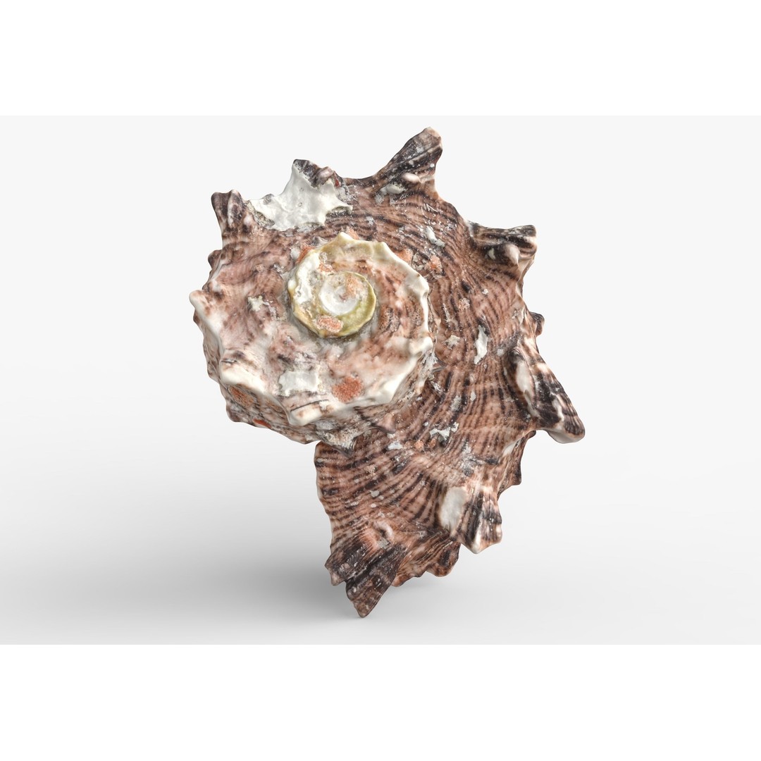 Sea Shells 3D Model – Low Poly Game Ready Asset, FBX & OBJ - View 20