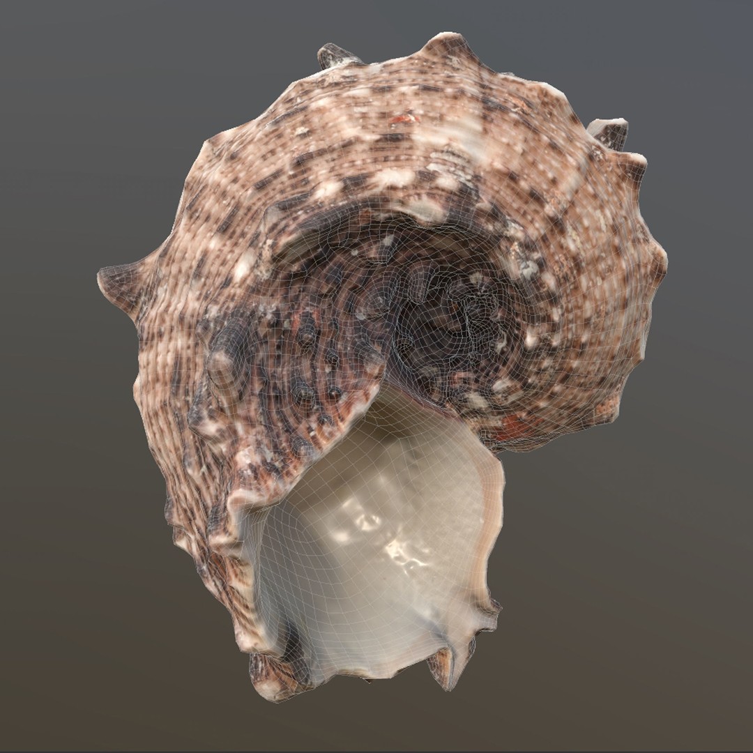 Sea Shells 3D Model – Low Poly Game Ready Asset, FBX & OBJ - View 22