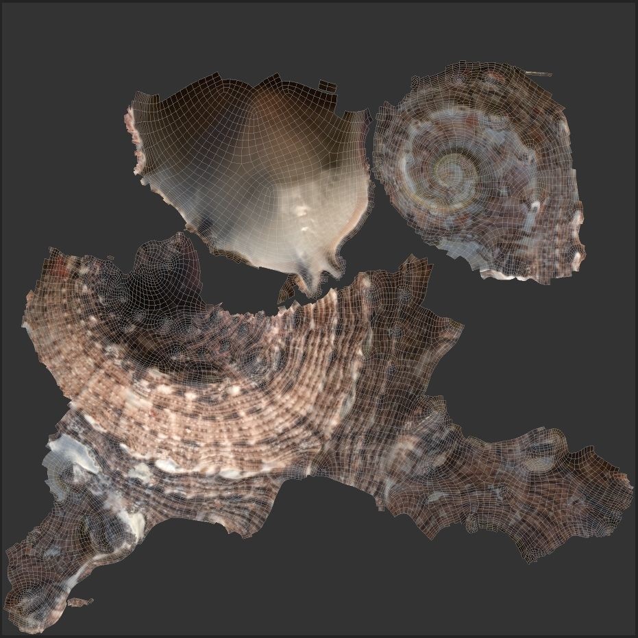 Sea Shells 3D Model – Low Poly Game Ready Asset, FBX & OBJ - View 23