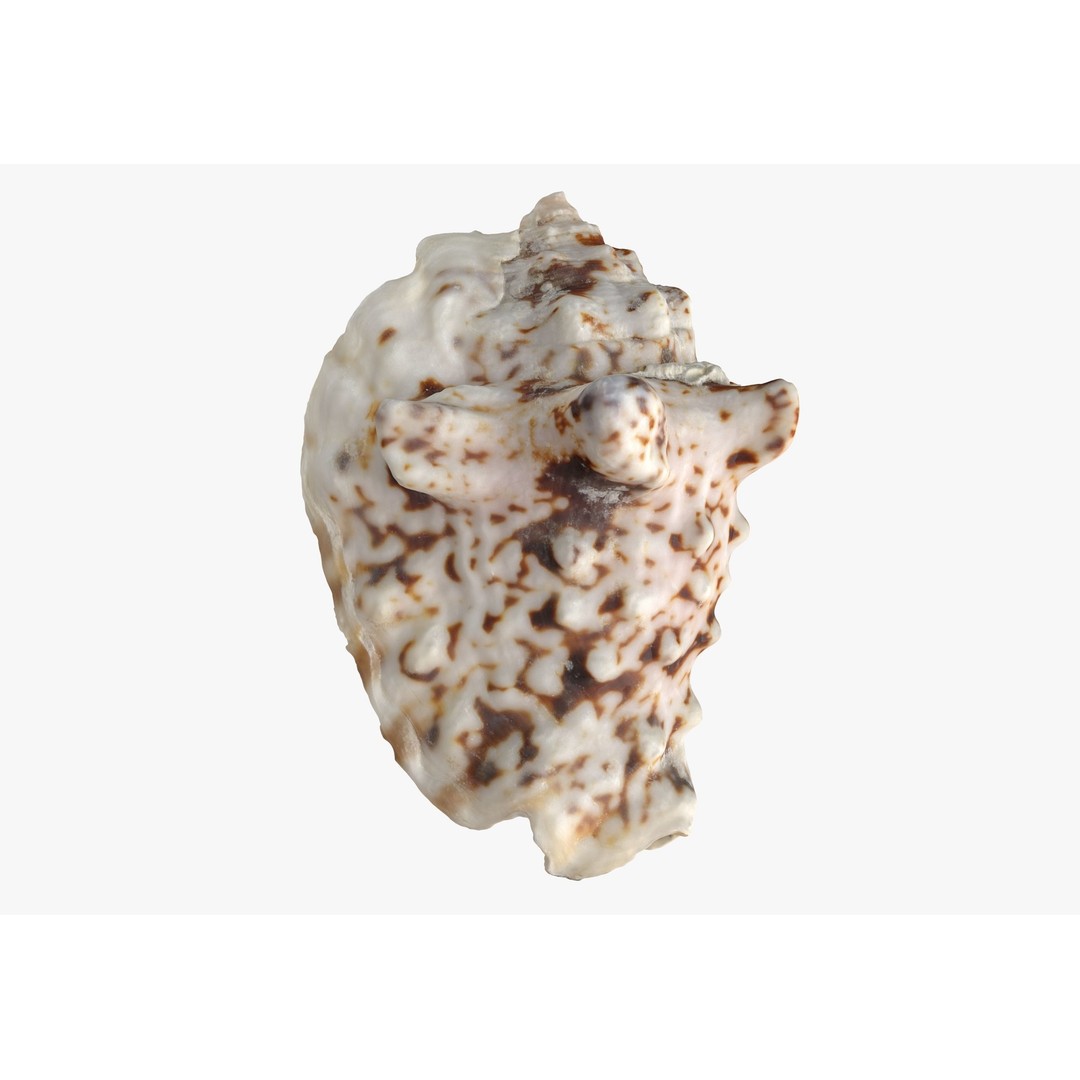 Sea Shells 3D Model – Low Poly Game Ready Asset, FBX & OBJ - View 24