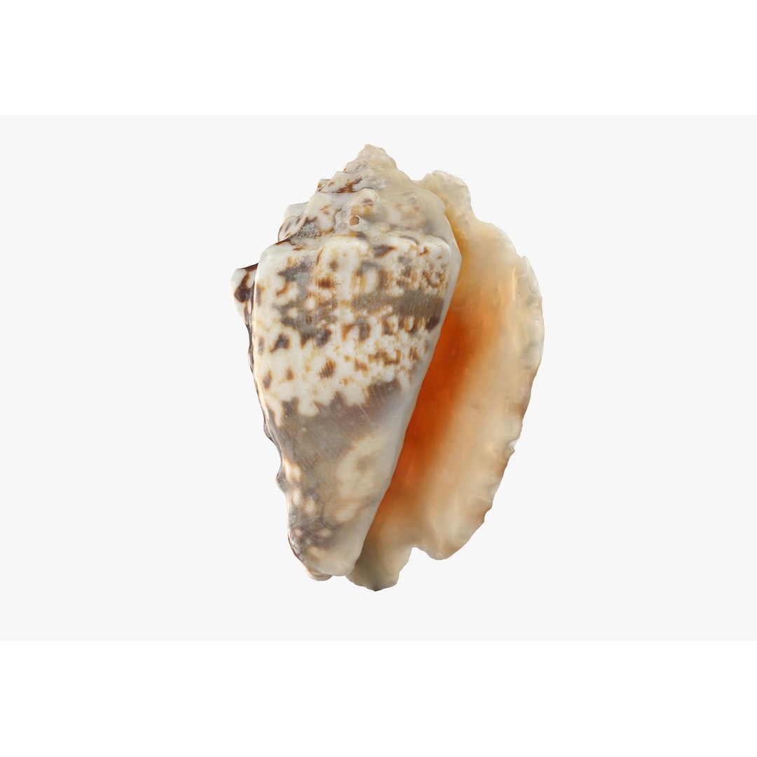 Sea Shells 3D Model – Low Poly Game Ready Asset, FBX & OBJ - View 25