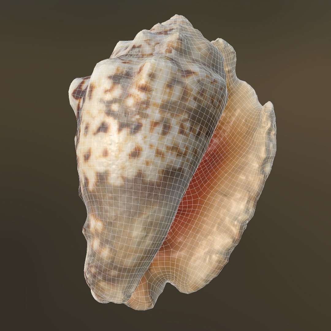 Sea Shells 3D Model – Low Poly Game Ready Asset, FBX & OBJ - View 26