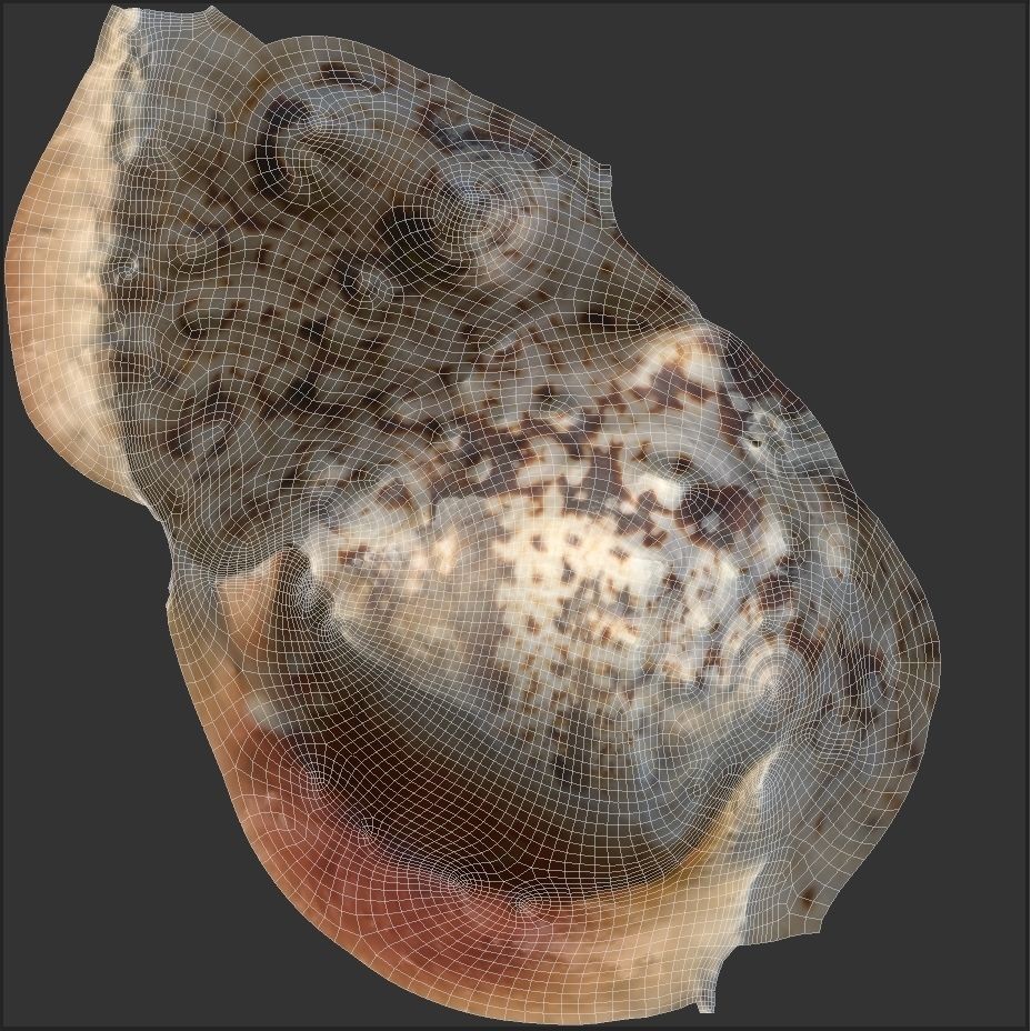 Sea Shells 3D Model – Low Poly Game Ready Asset, FBX & OBJ - View 27