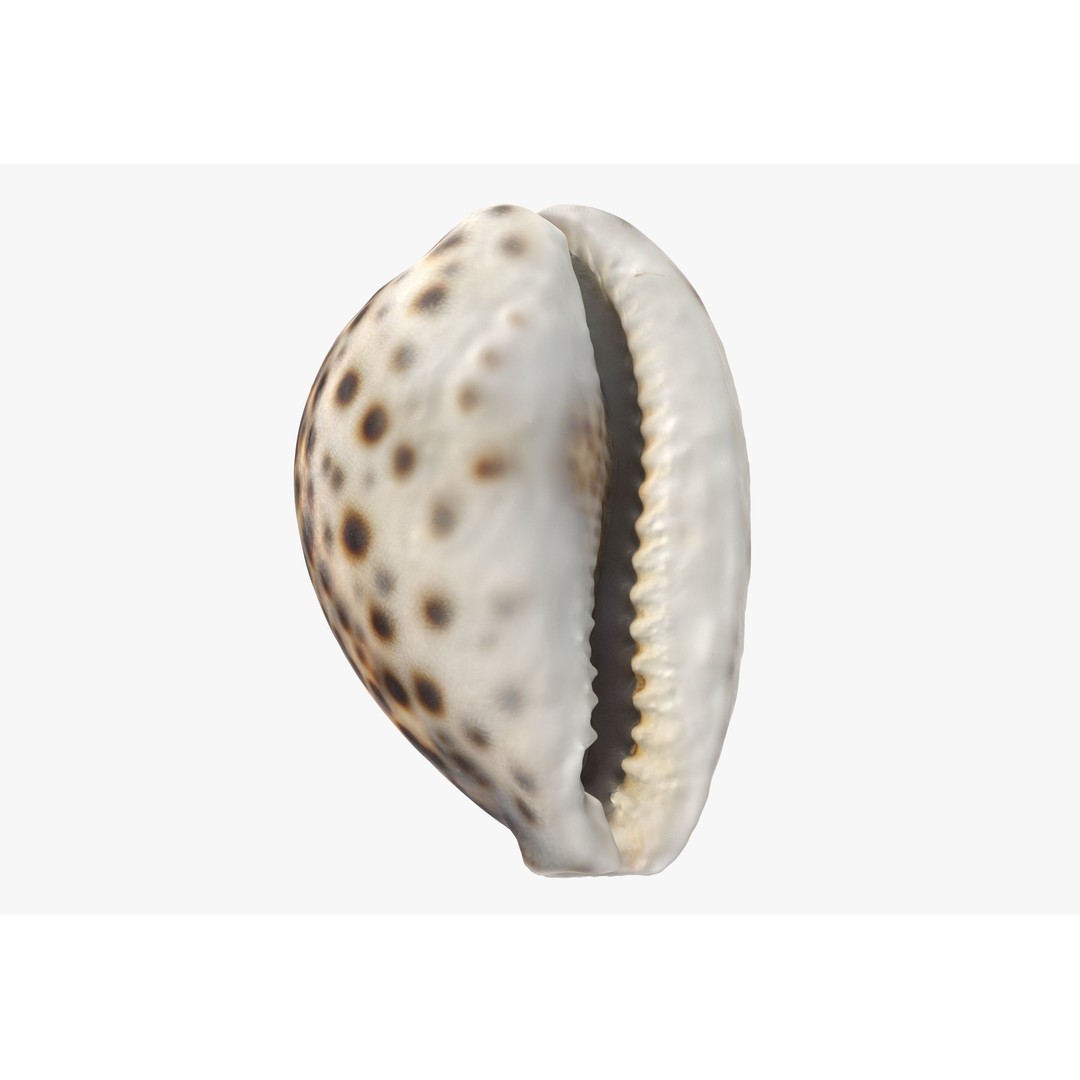 Sea Shells 3D Model – Low Poly Game Ready Asset, FBX & OBJ - View 29