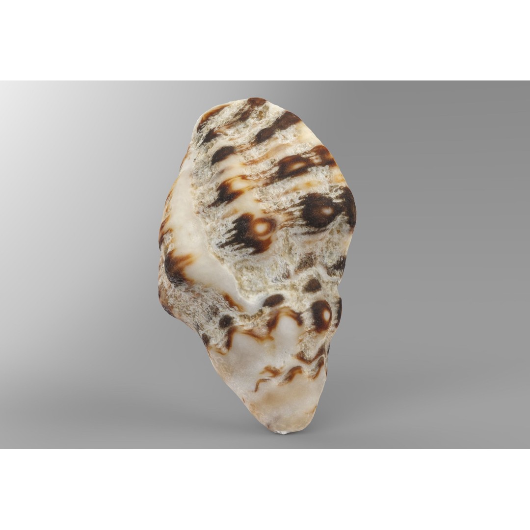 Sea Shells 3D Model – Low Poly Game Ready Asset, FBX & OBJ - View 4