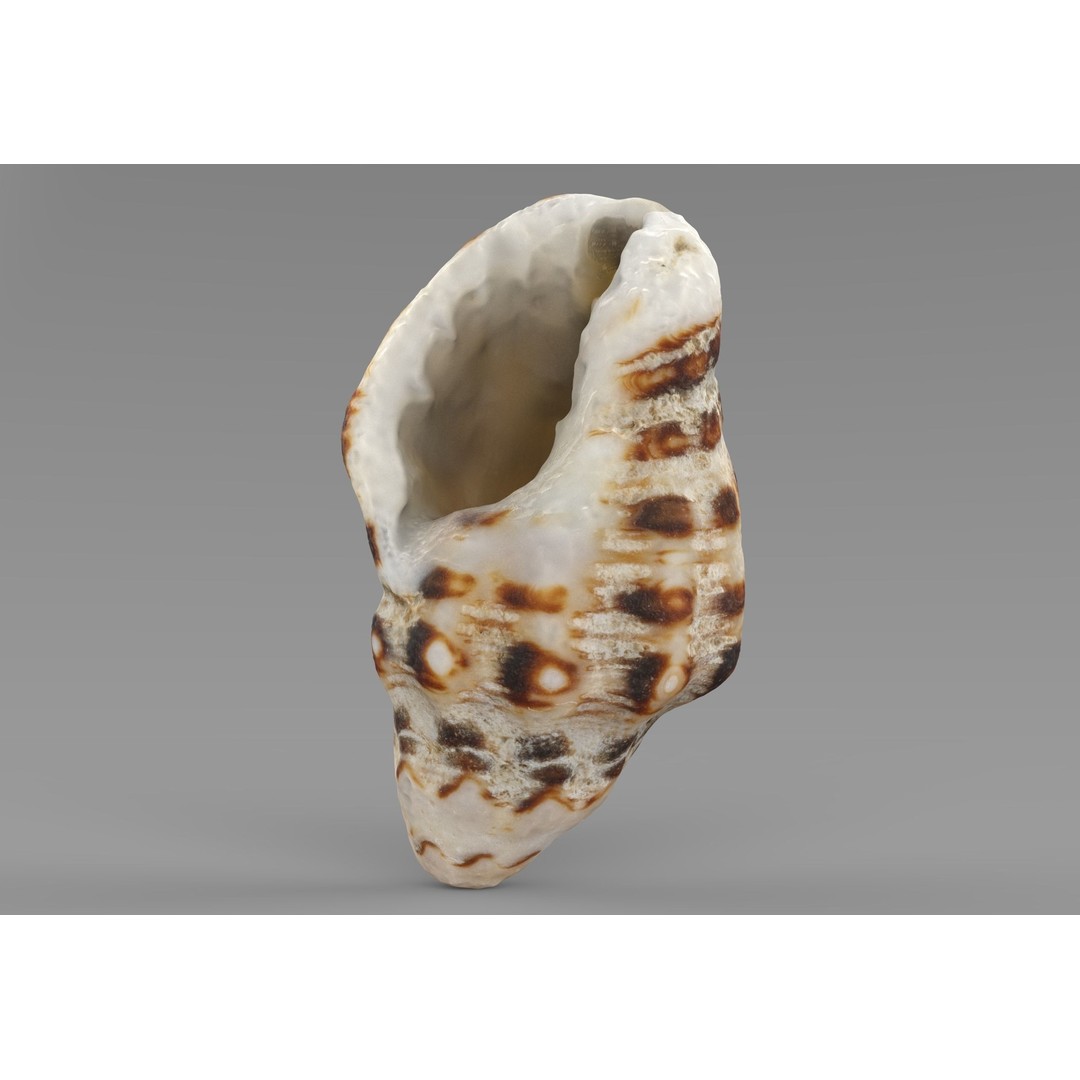 Sea Shells 3D Model – Low Poly Game Ready Asset, FBX & OBJ - View 5