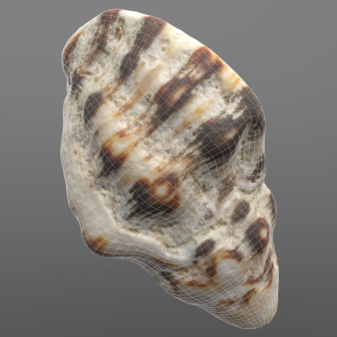 Sea Shells 3D Model – Low Poly Game Ready Asset, FBX & OBJ - View 6