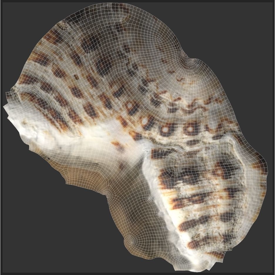 Sea Shells 3D Model – Low Poly Game Ready Asset, FBX & OBJ - View 7