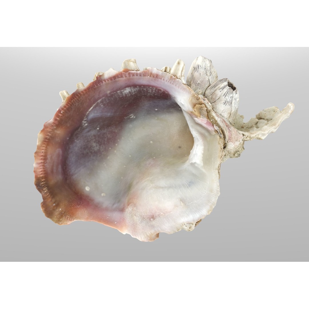 Sea Shells 3D Model – Low Poly Game Ready Asset, FBX & OBJ - View 8