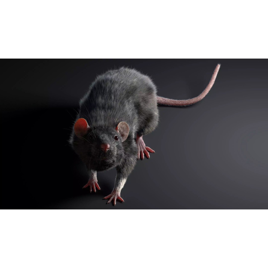 Black Rat 3D Model – Rigged Animal Asset with Realistic Fur - View 10