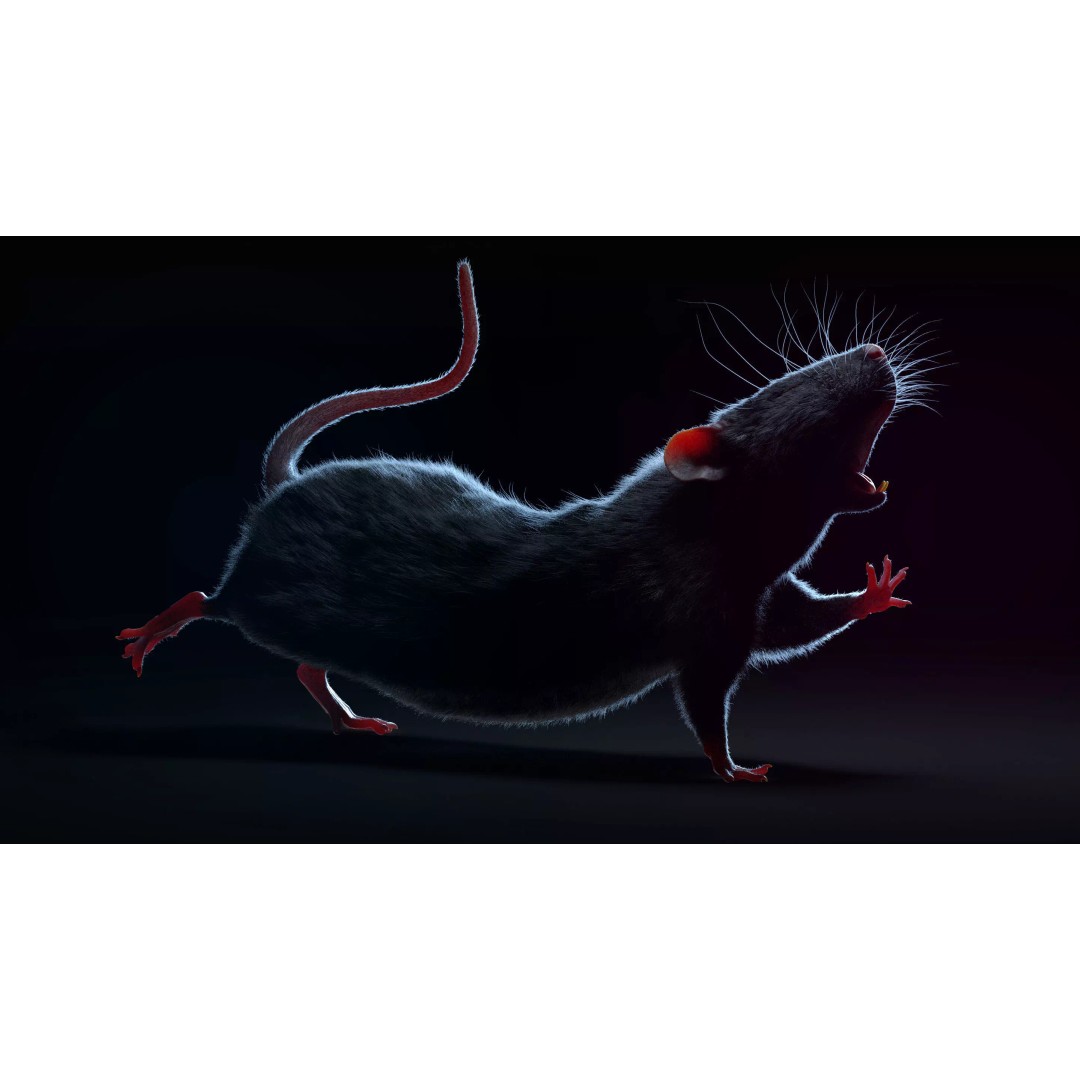 Black Rat 3D Model – Rigged Animal Asset with Realistic Fur - View 11