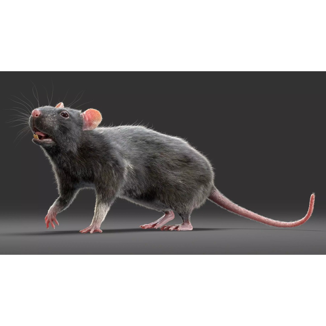 Black Rat 3D Model – Rigged Animal Asset with Realistic Fur - View 19