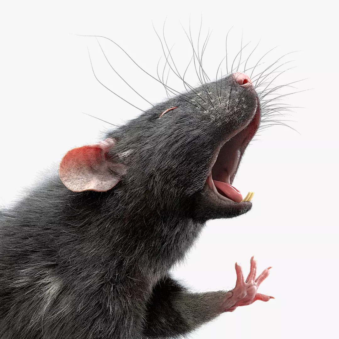 Black Rat 3D Model – Rigged Animal Asset with Realistic Fur - View 2