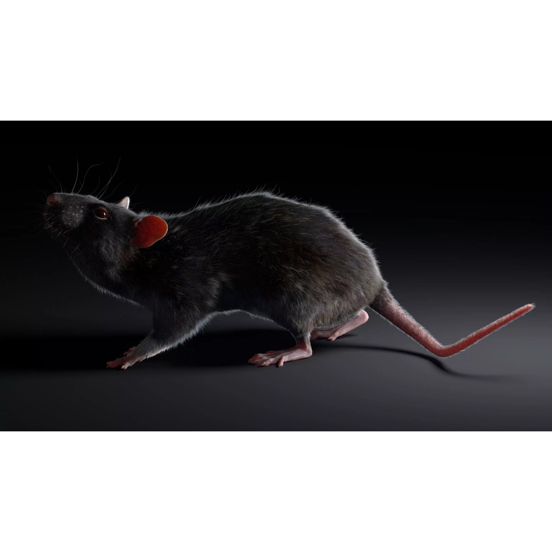 Black Rat 3D Model – Rigged Animal Asset with Realistic Fur - View 20