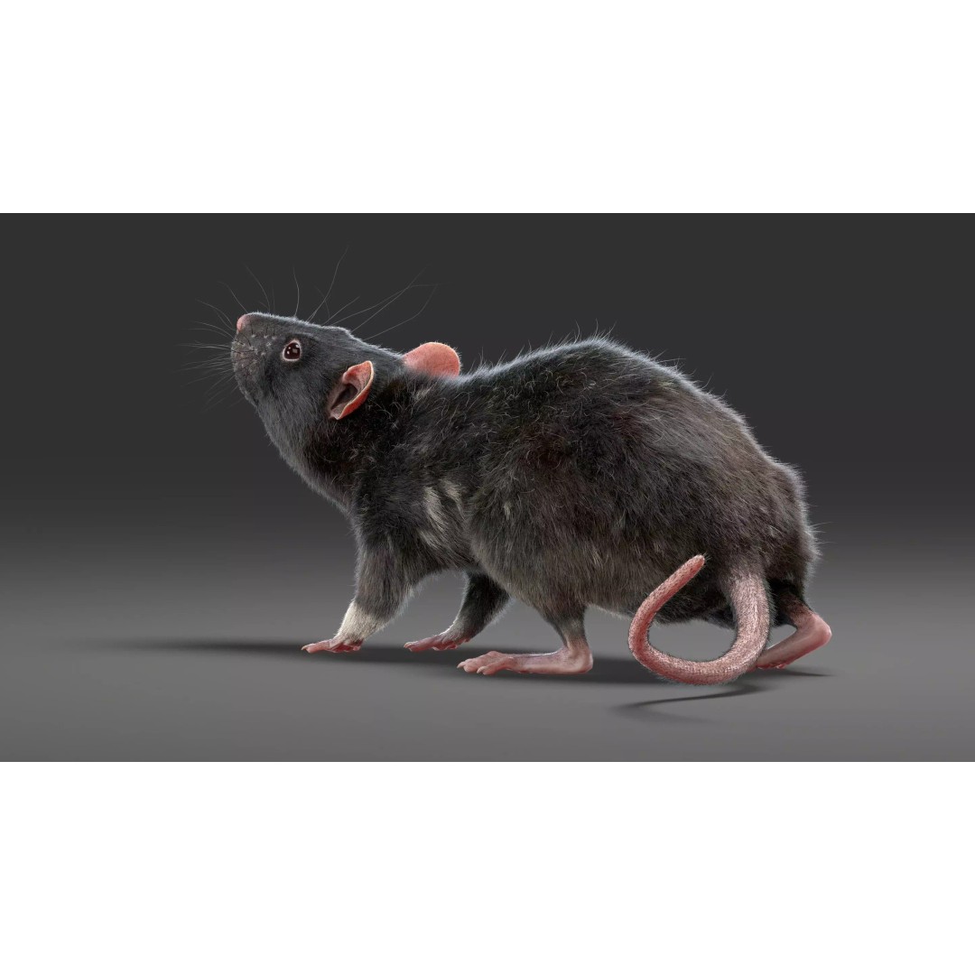 Black Rat 3D Model – Rigged Animal Asset with Realistic Fur - View 21