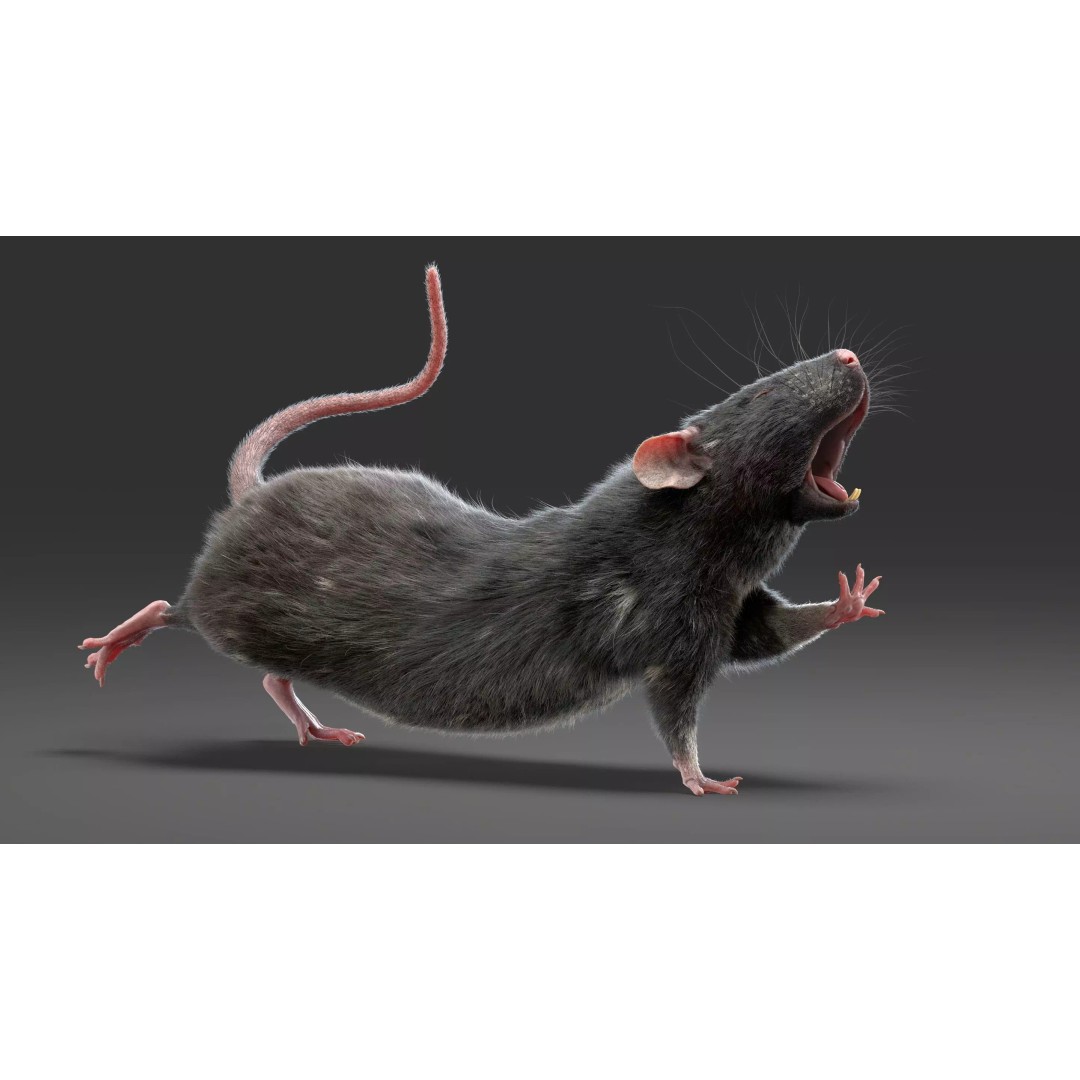 Black Rat 3D Model – Rigged Animal Asset with Realistic Fur - View 22