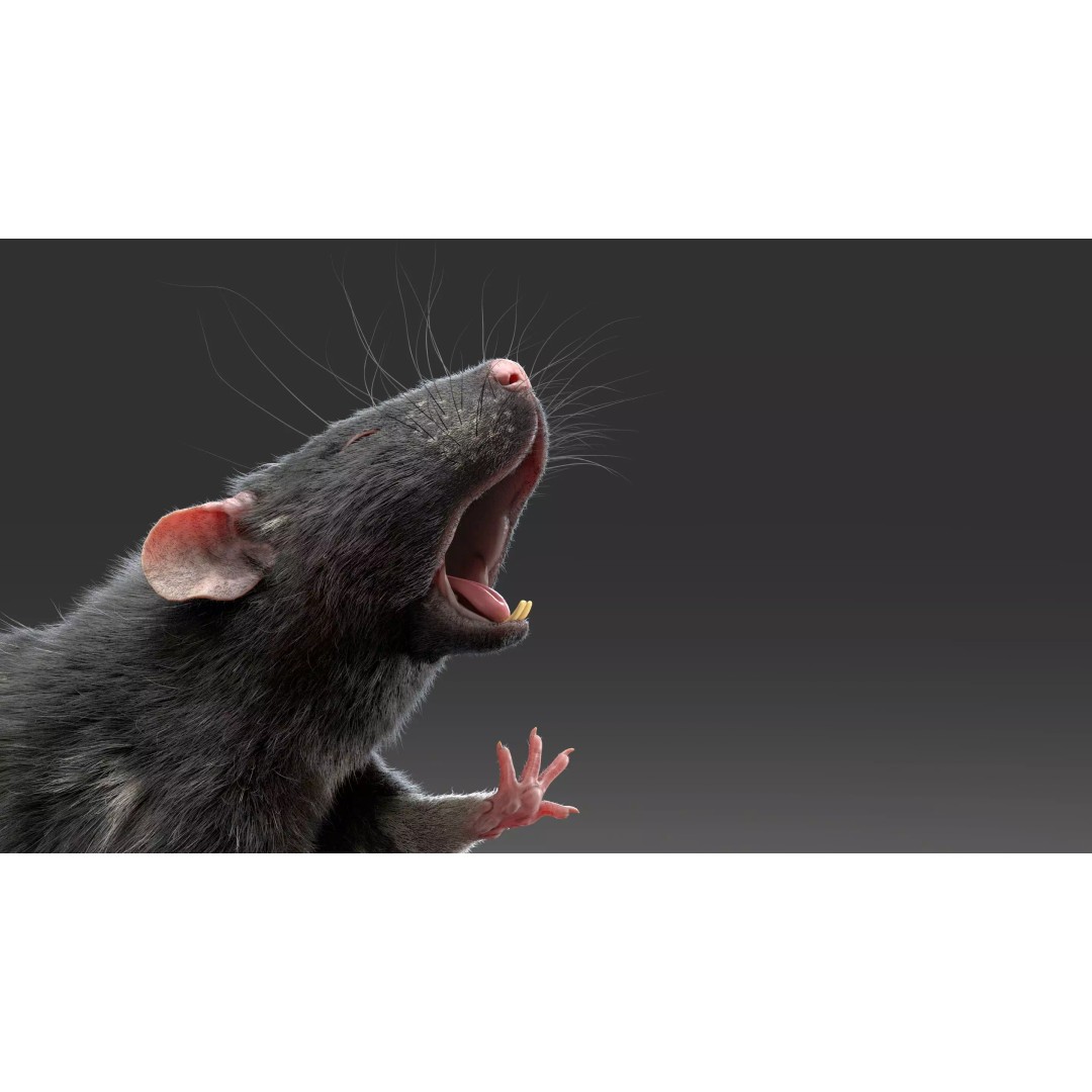 Black Rat 3D Model – Rigged Animal Asset with Realistic Fur - View 23