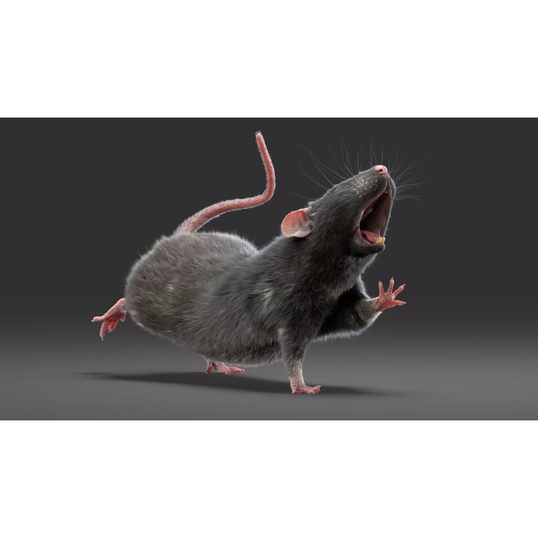 Black Rat 3D Model – Rigged Animal Asset with Realistic Fur - View 24