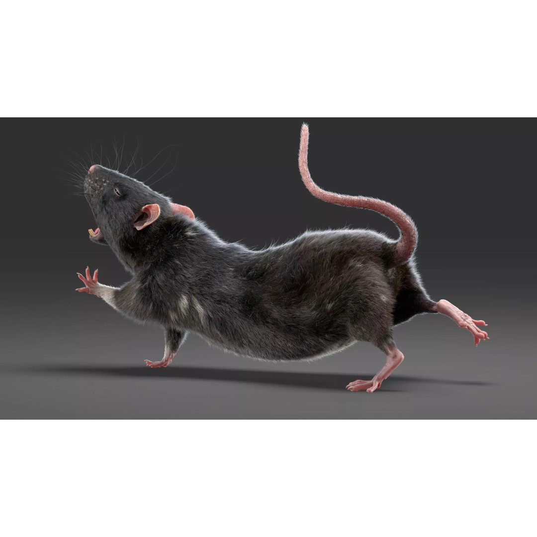 Black Rat 3D Model – Rigged Animal Asset with Realistic Fur - View 25