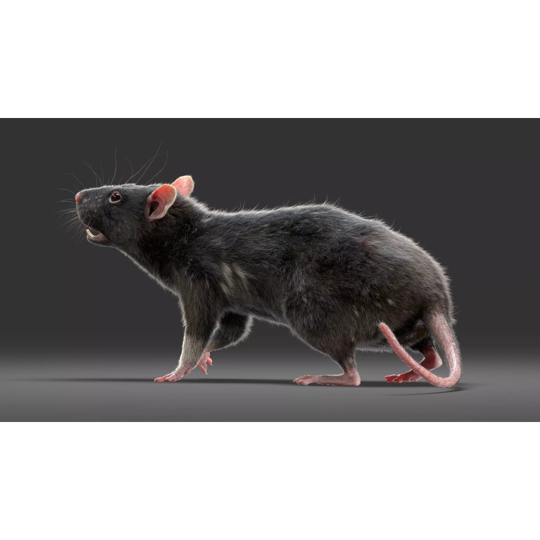 Black Rat 3D Model – Rigged Animal Asset with Realistic Fur - View 3