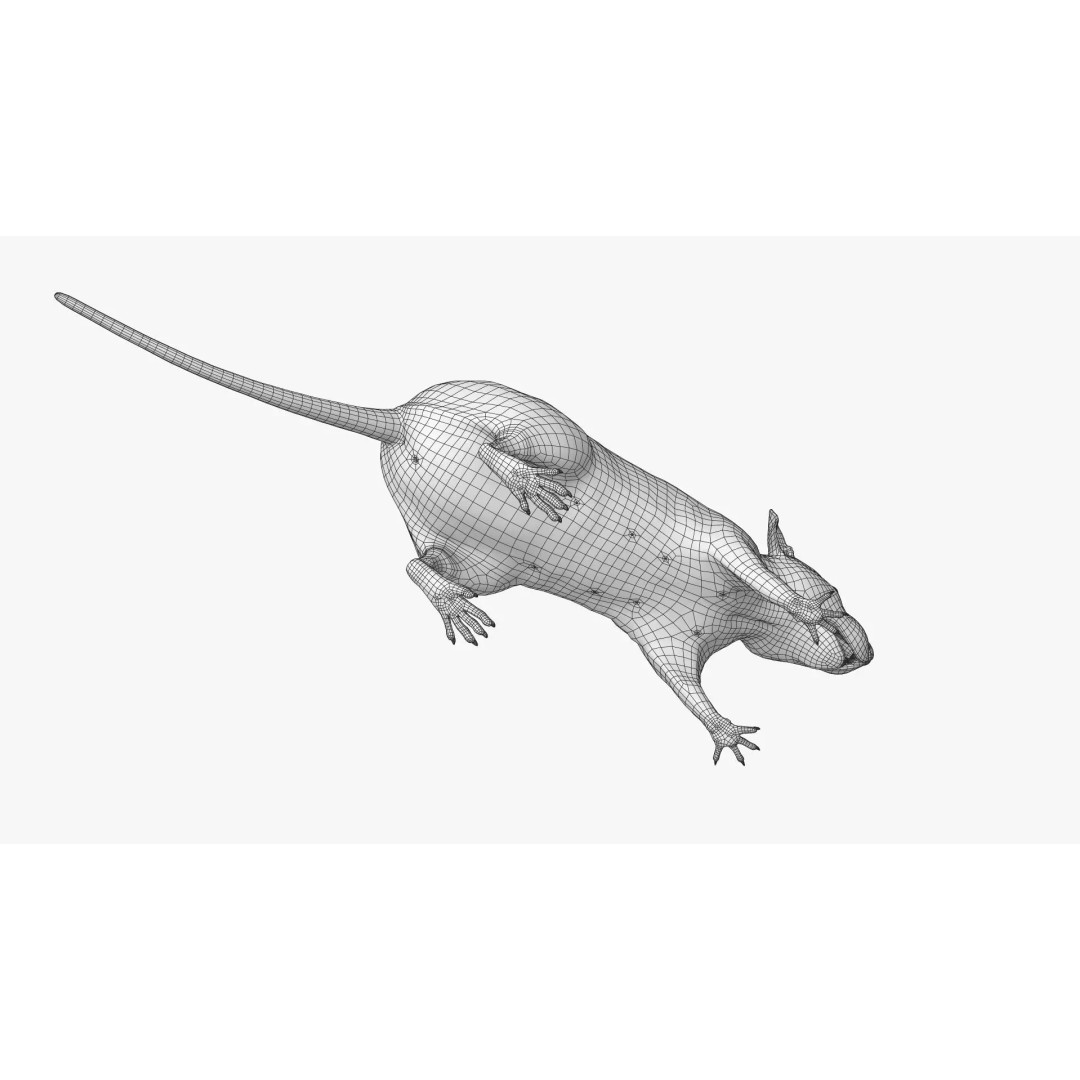 Black Rat 3D Model – Rigged Animal Asset with Realistic Fur - View 30