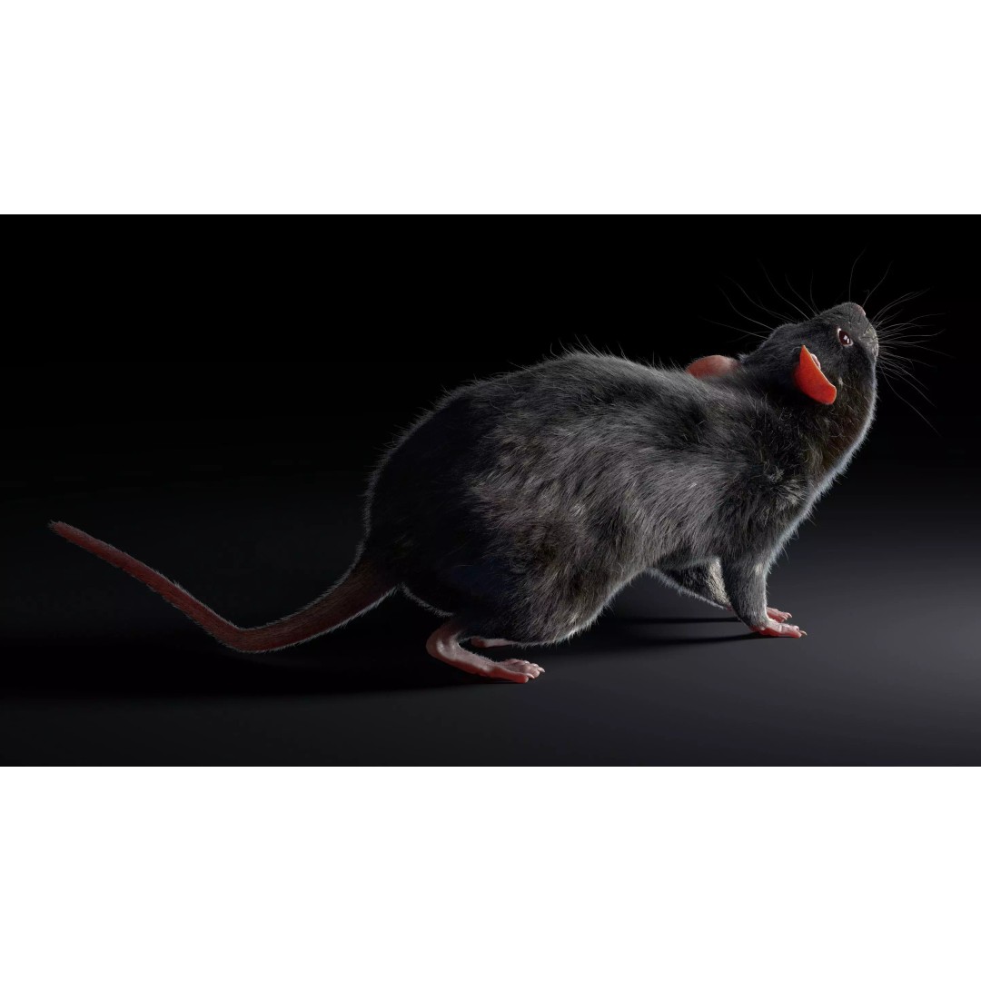 Black Rat 3D Model – Rigged Animal Asset with Realistic Fur - View 6