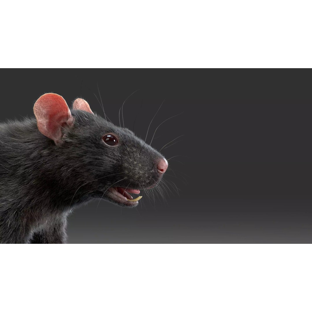 Black Rat 3D Model – Rigged Animal Asset with Realistic Fur - View 9
