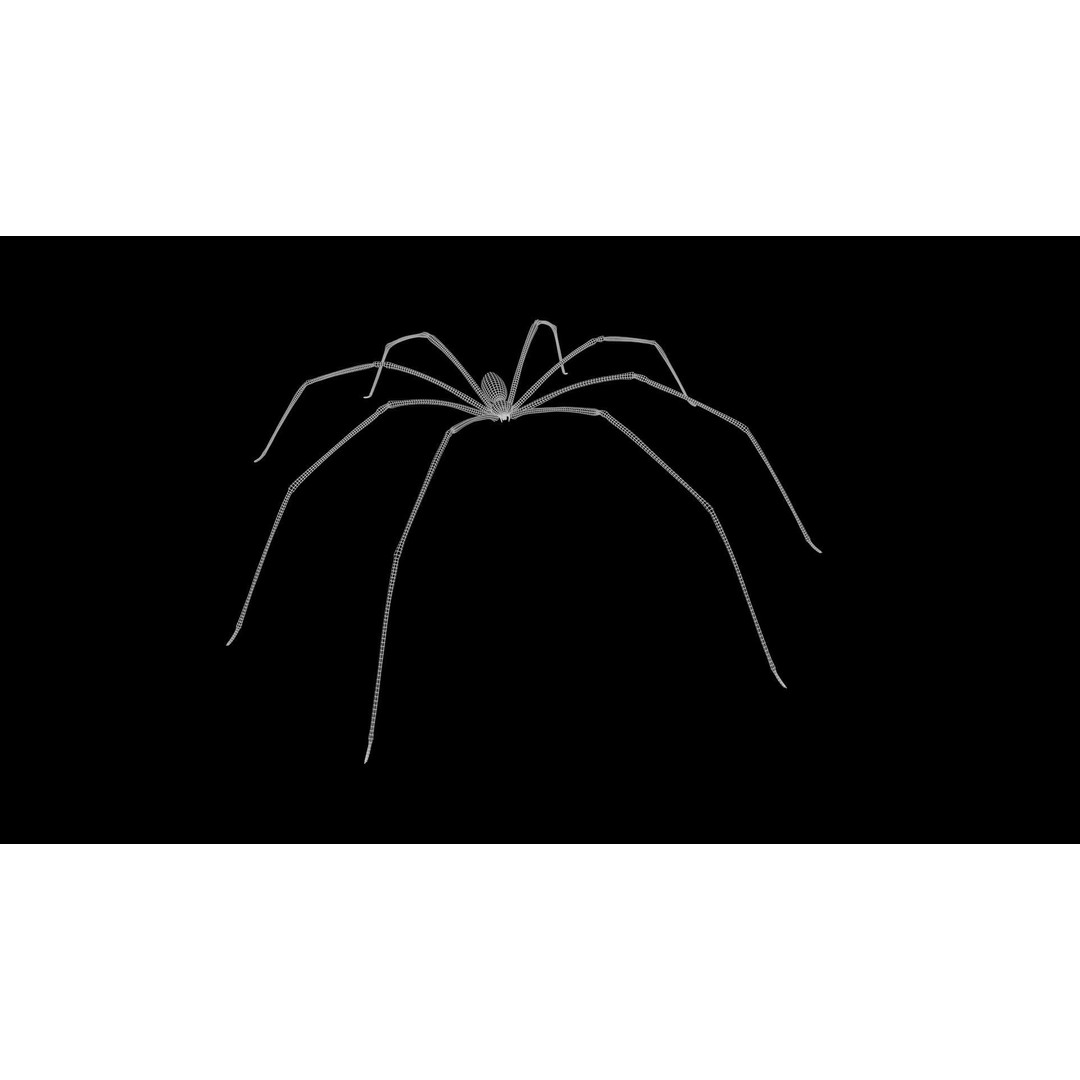 Daddy Long Legs 3D Model – Low Poly Rigged Insect with Textures - View 10