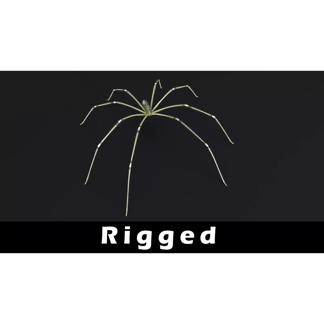 Daddy Long Legs 3D Model – Low Poly Rigged Insect with Textures - View 2