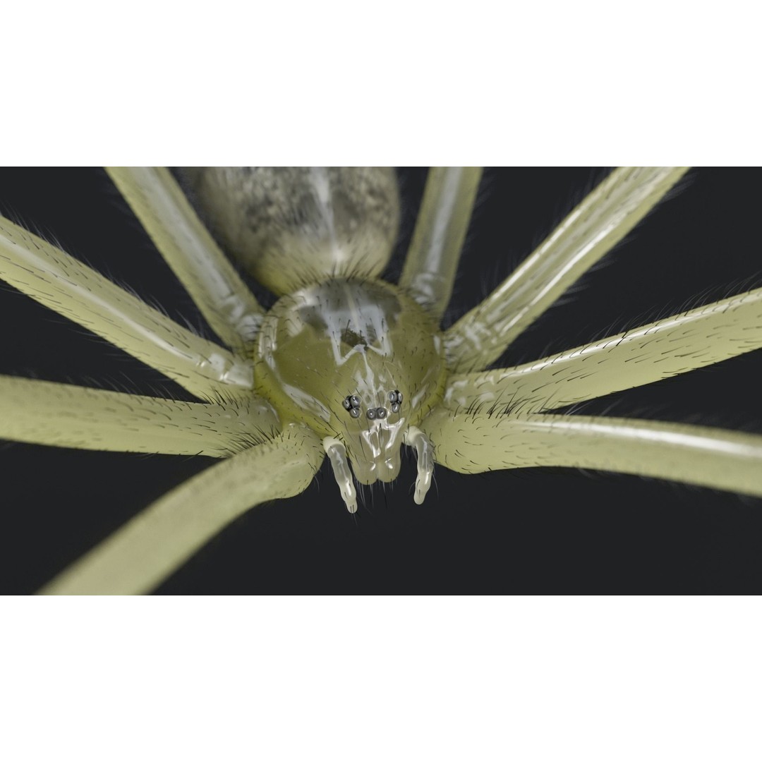 Daddy Long Legs 3D Model – Low Poly Rigged Insect with Textures - View 4