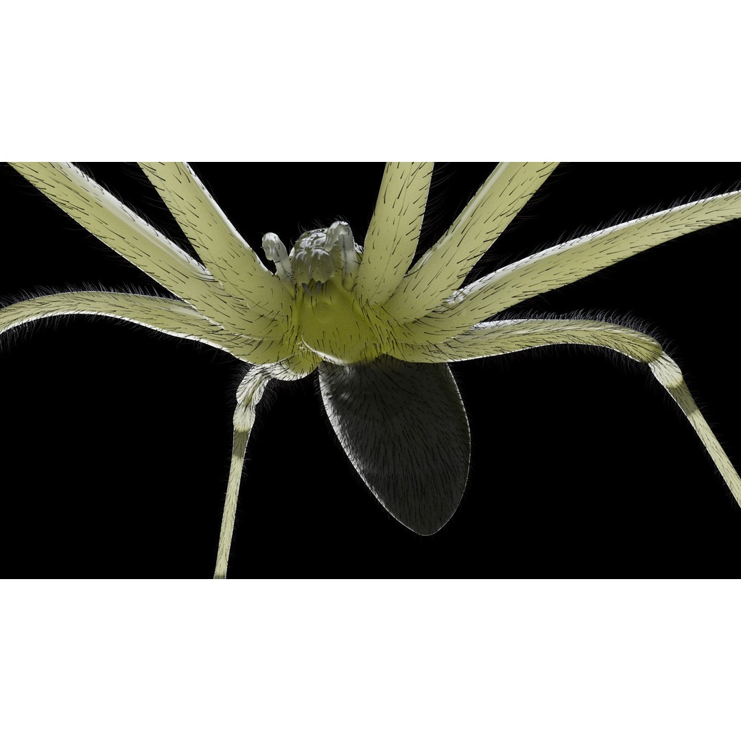 Daddy Long Legs 3D Model – Low Poly Rigged Insect with Textures - View 5