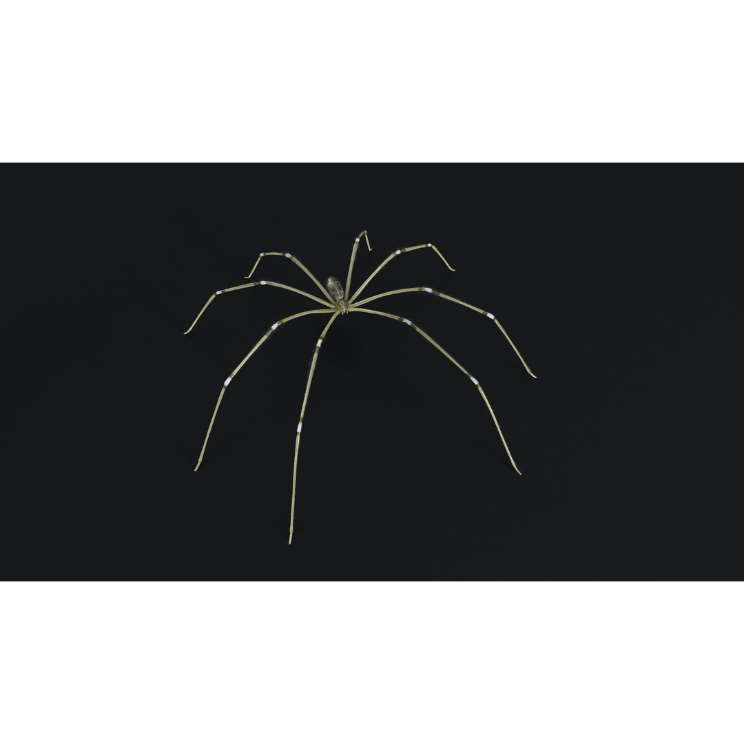 Daddy Long Legs 3D Model – Low Poly Rigged Insect with Textures - View 6