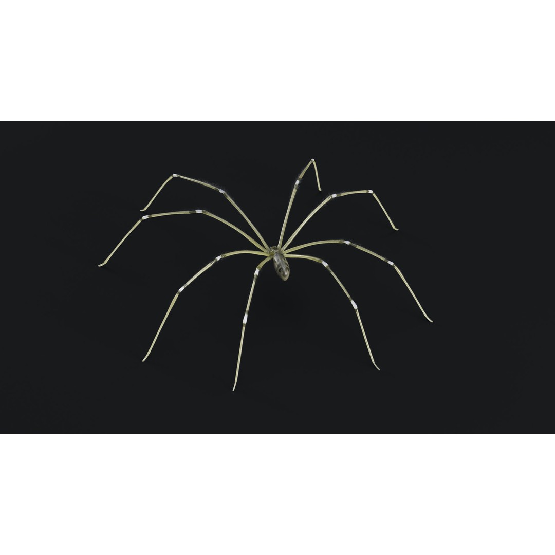 Daddy Long Legs 3D Model – Low Poly Rigged Insect with Textures - View 7