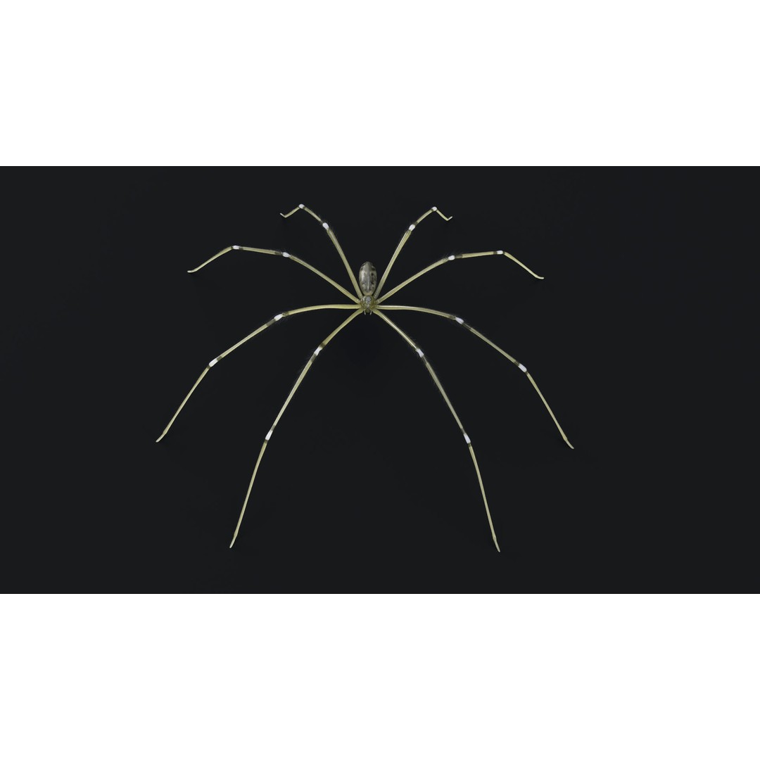 Daddy Long Legs 3D Model – Low Poly Rigged Insect with Textures - View 8