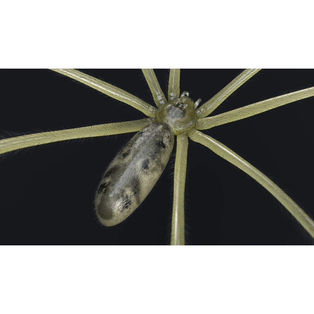 Daddy Long Legs 3D Model – Low Poly Rigged Insect with Textures - View 9
